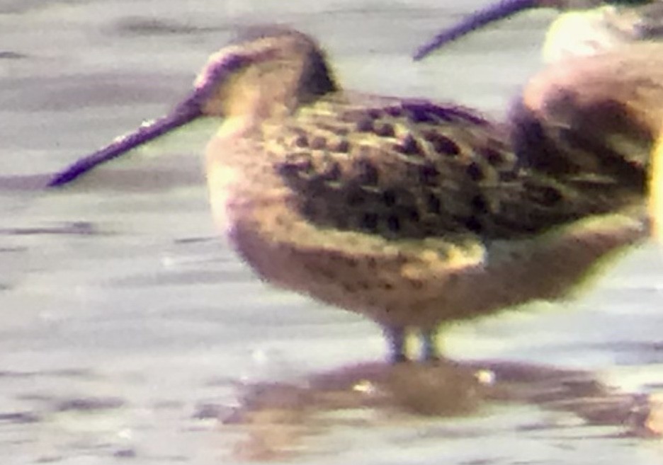 Short-billed Dowitcher - ML618979133