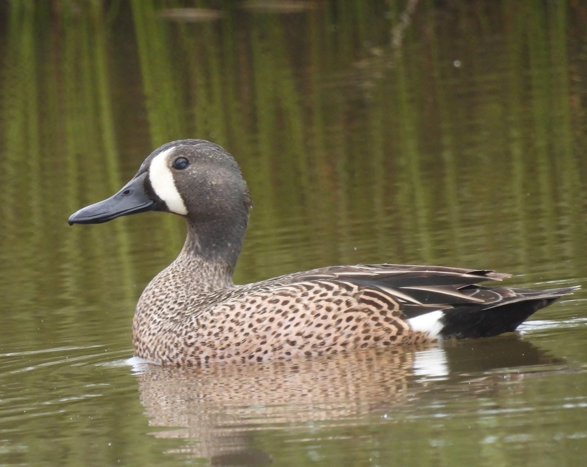 Blue-winged Teal - Roger Kroodsma