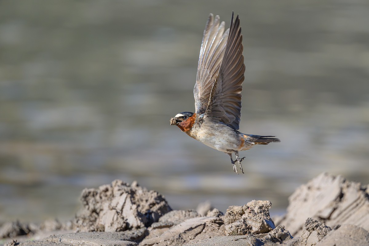 Cliff Swallow - Amy Hudechek