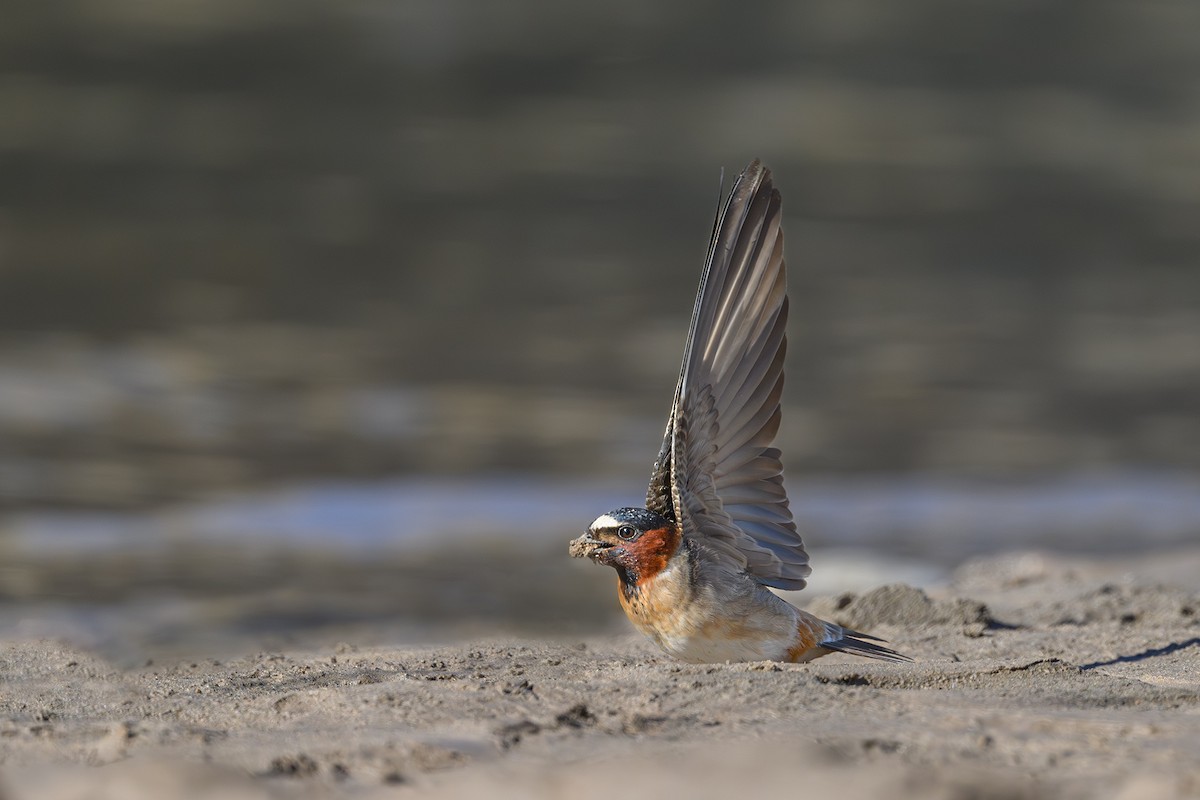 Cliff Swallow - ML618979154