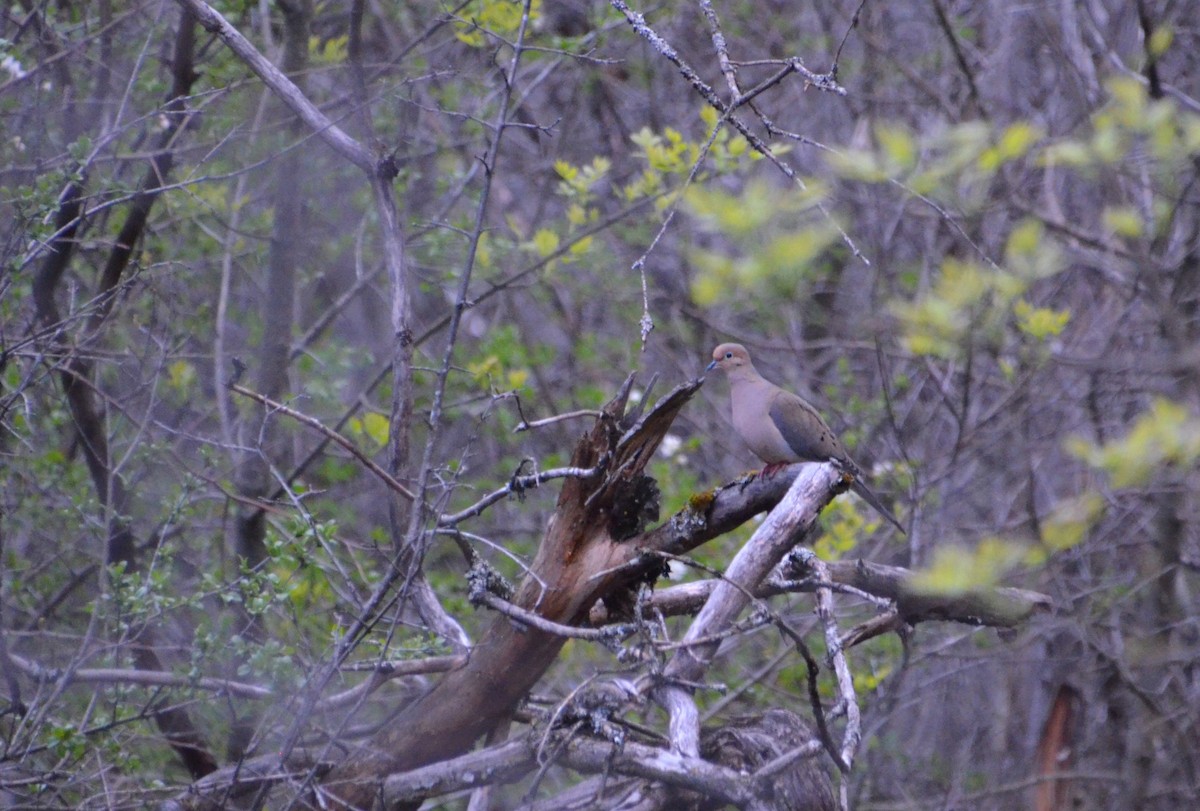 Mourning Dove - ML618979159