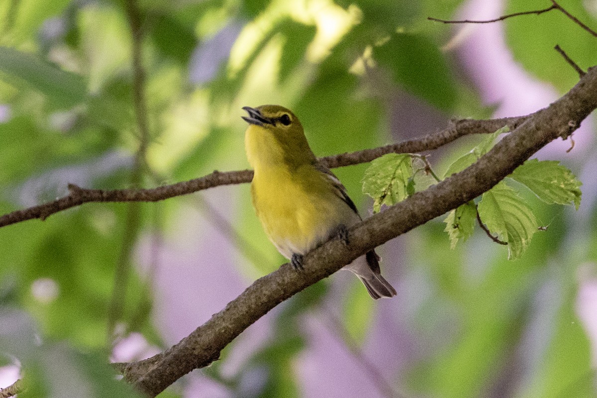 Yellow-throated Vireo - Camille James