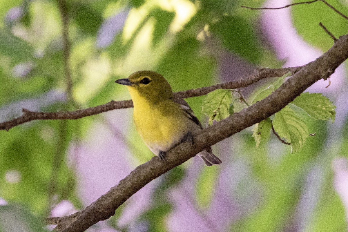 Yellow-throated Vireo - Camille James