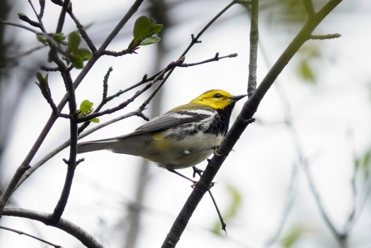 Black-throated Green Warbler - Louise Courtemanche 🦅