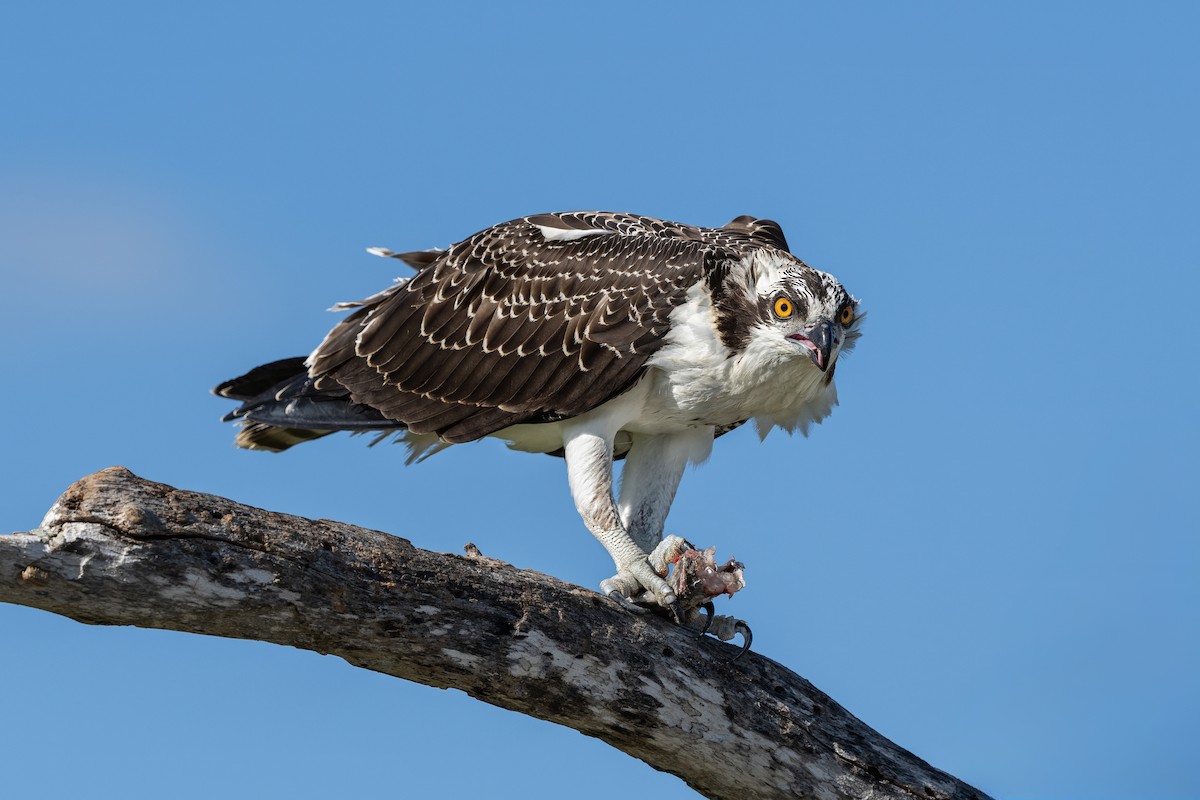 Osprey - Keith Kennedy