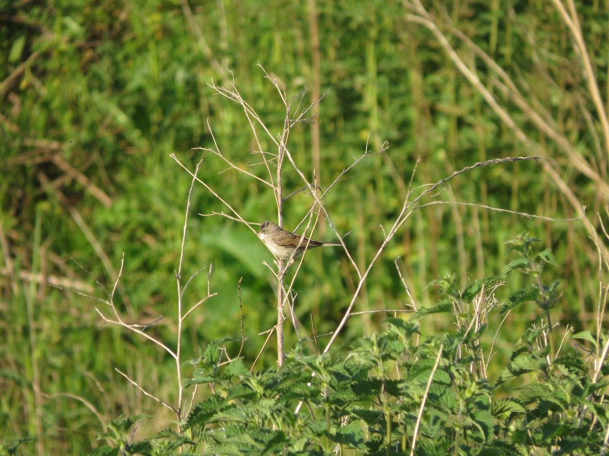 Greater Whitethroat - ML618979196