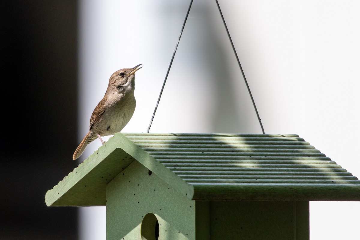 House Wren (Northern) - Camille James