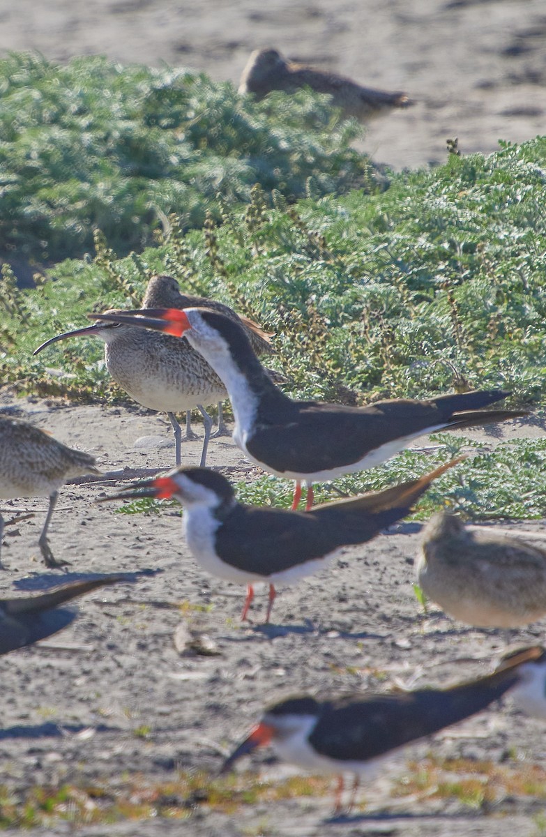 Black Skimmer - ML618979215