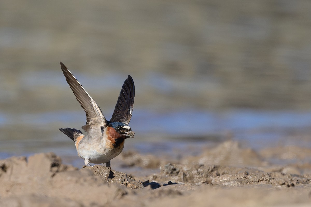 Cliff Swallow - ML618979227