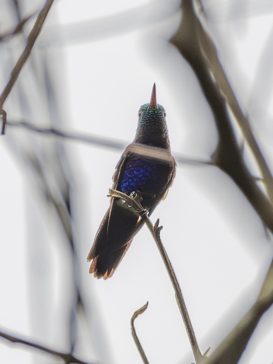 Violet-bellied Hummingbird - Nestor Monsalve (@birds.nestor)