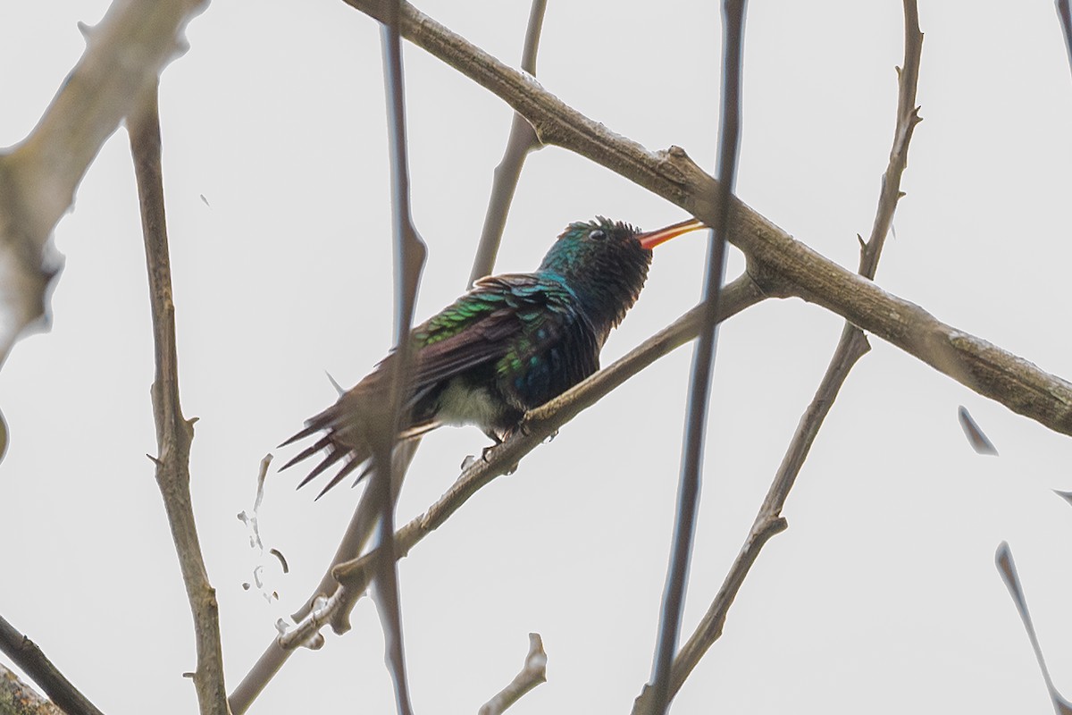 Violet-bellied Hummingbird - Nestor Monsalve (@birds.nestor)