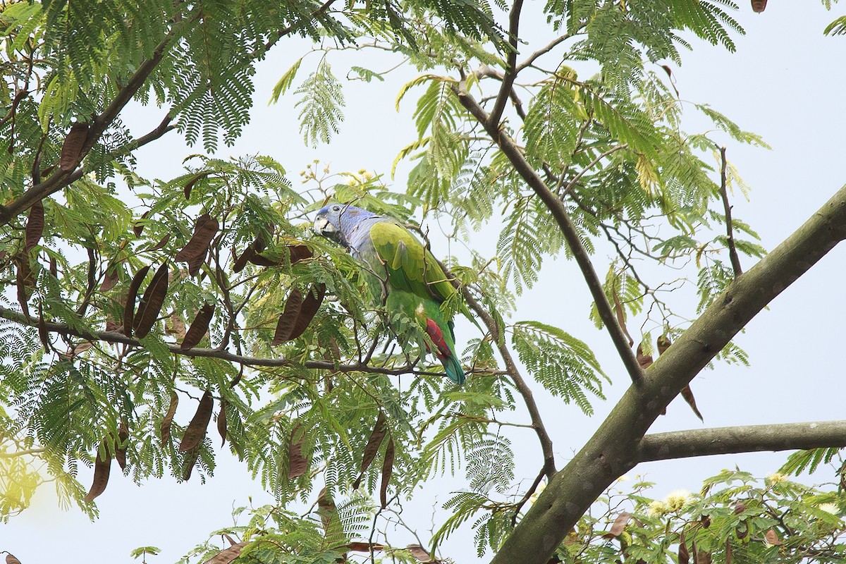 Blue-headed Parrot - Olga Cuartas Pescador
