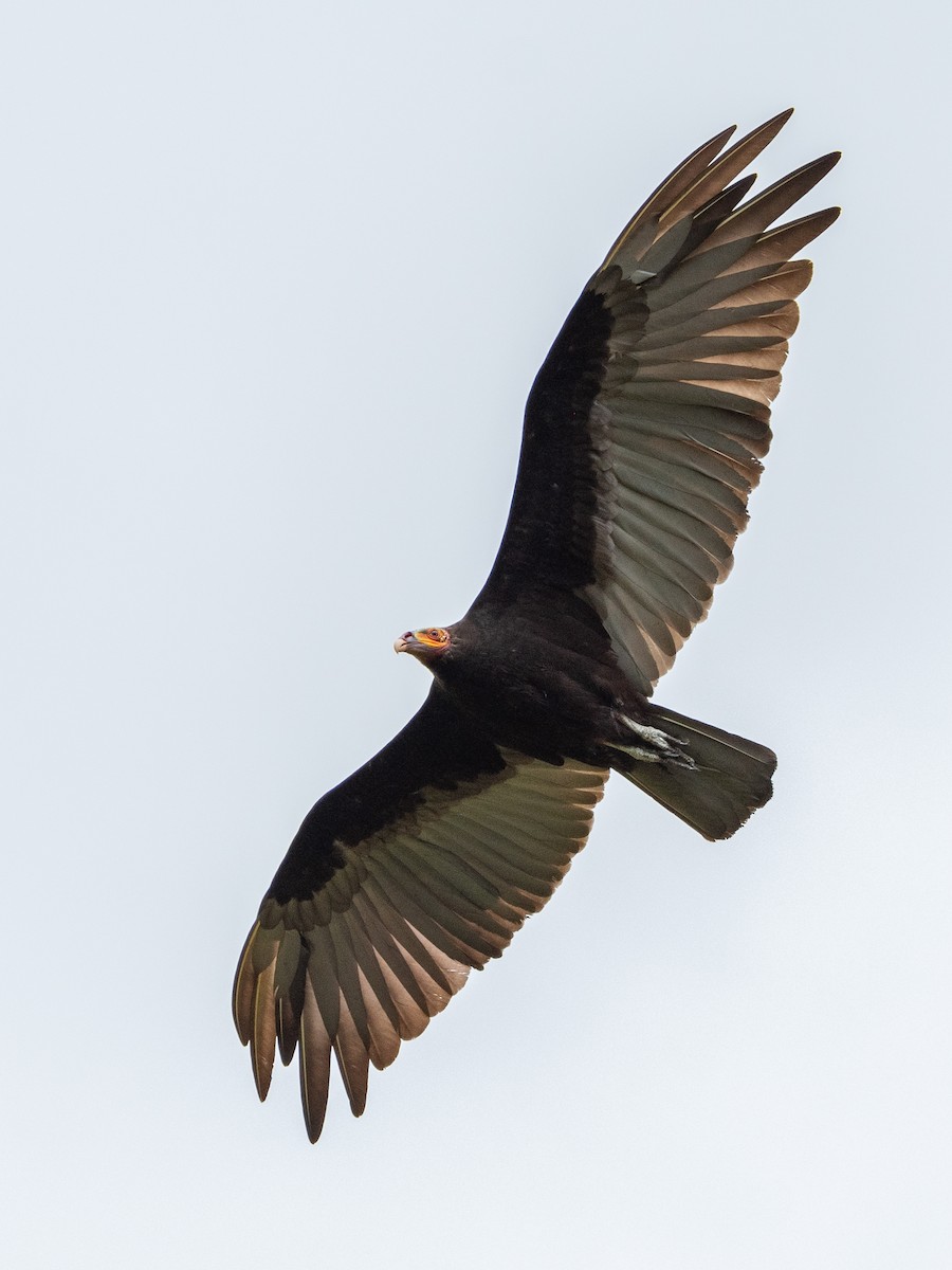 Lesser Yellow-headed Vulture - Nestor Monsalve (@birds.nestor)