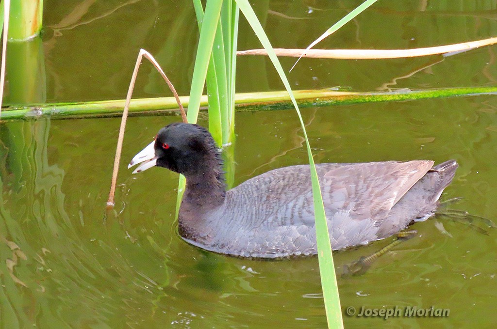 American Coot - Joseph Morlan