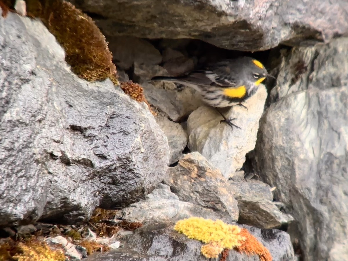 Yellow-rumped Warbler (Myrtle x Audubon's) - Detlef Buettner