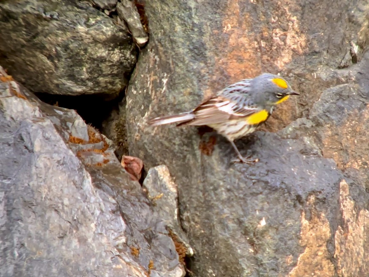 Yellow-rumped Warbler (Myrtle x Audubon's) - Detlef Buettner
