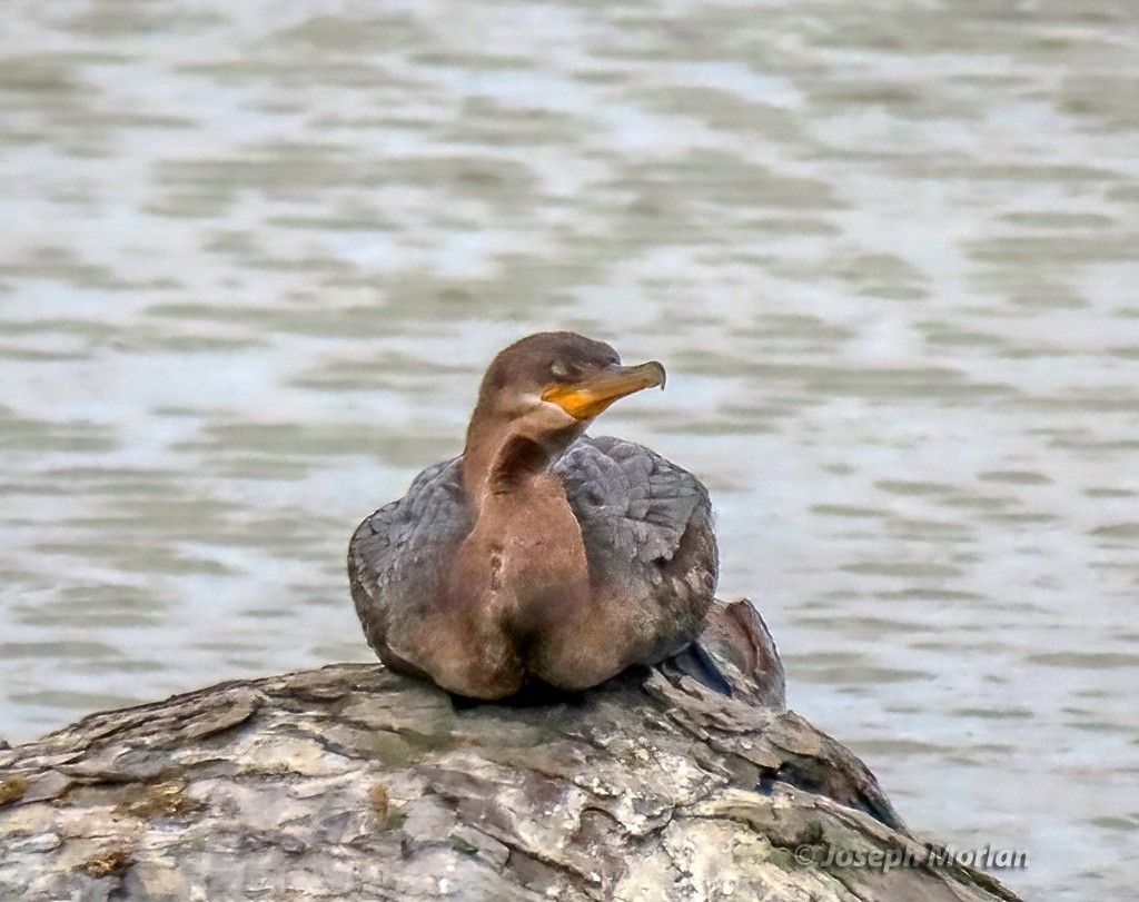 Neotropic Cormorant - ML618979285