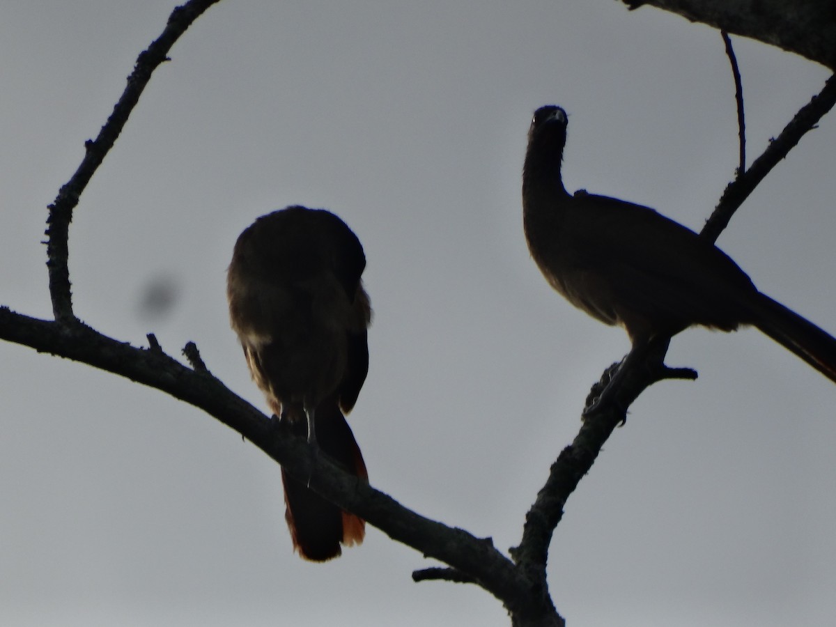 Rufous-vented Chachalaca - Jully Shirley Niño Chaparro