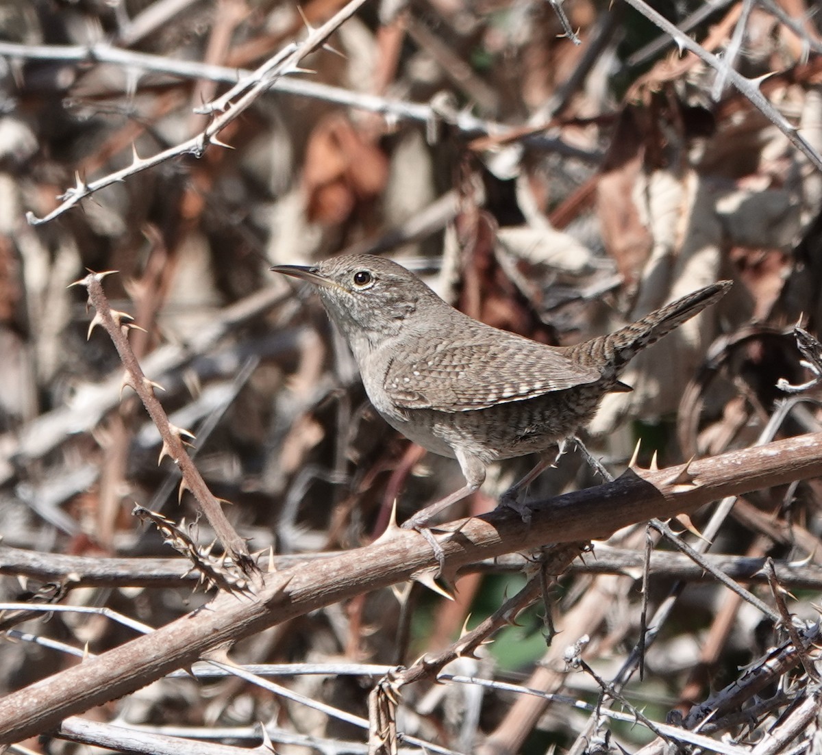 House Wren - dave koehler