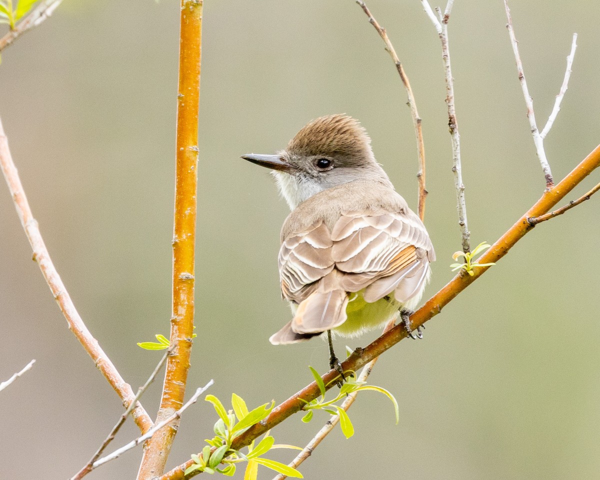 Ash-throated Flycatcher - Philip Kline