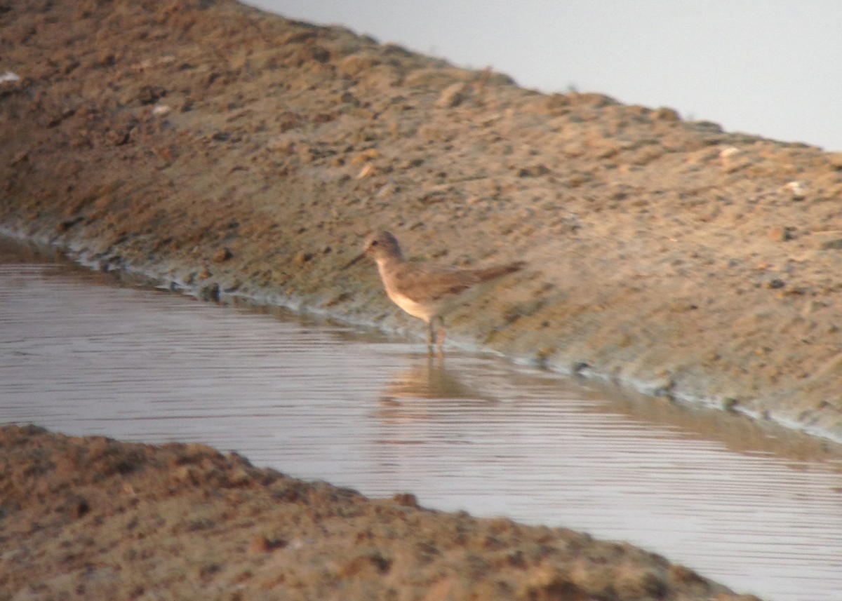 Temminck's Stint - ML618979300