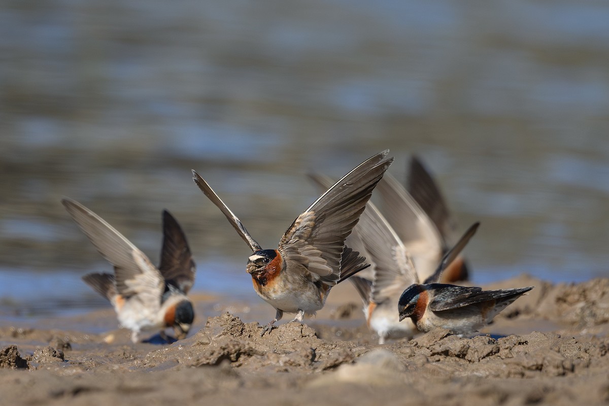 Cliff Swallow - Amy Hudechek