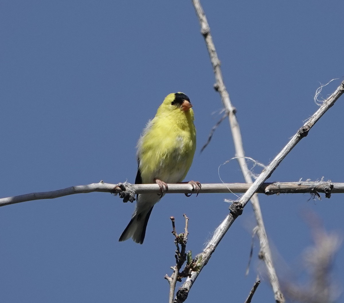 American Goldfinch - dave koehler