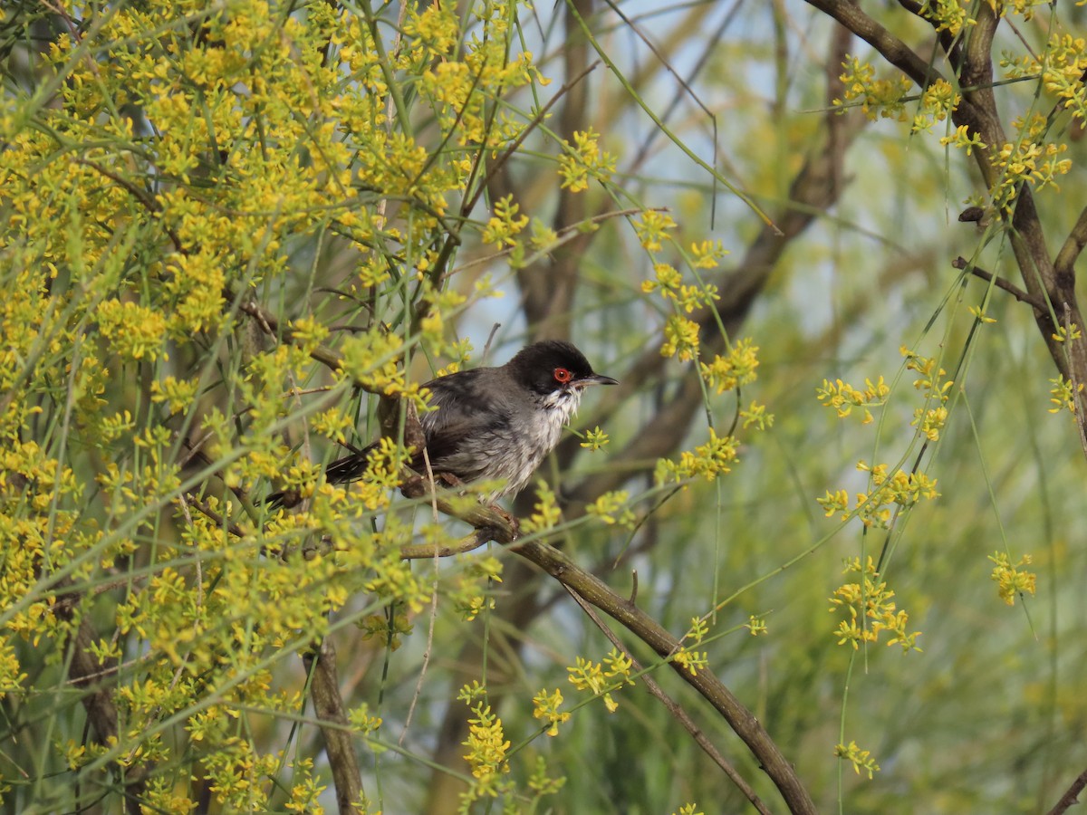 Sardinian Warbler - Sergio Calderon