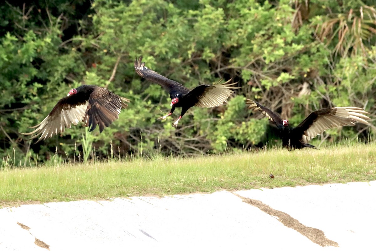 Turkey Vulture - ML618979332