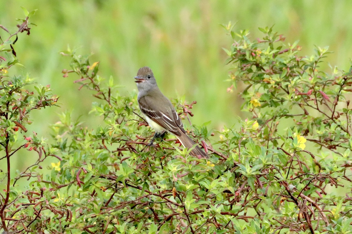 Great Crested Flycatcher - ML618979341