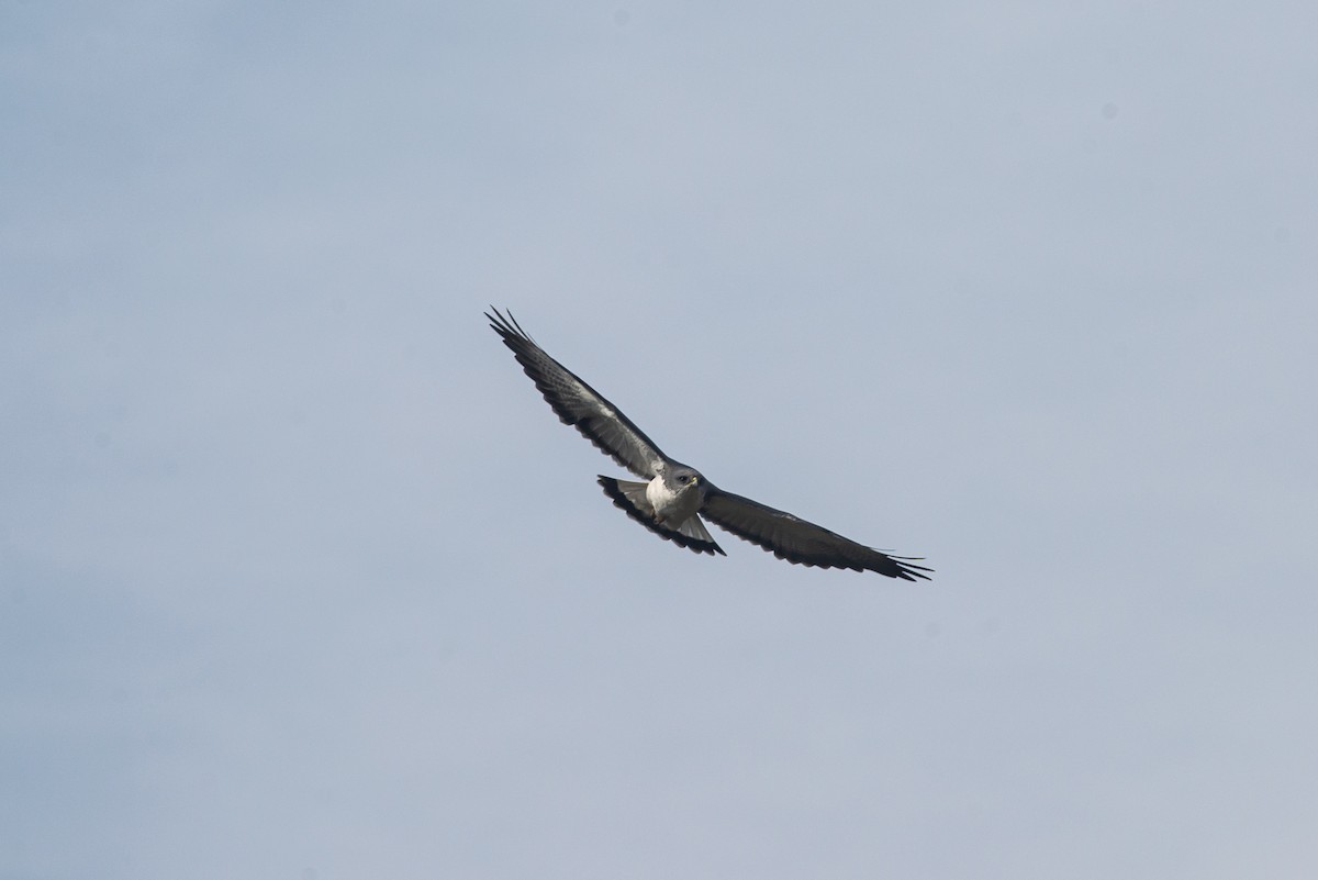 Rotrückenbussard (polyosoma) - ML618979347