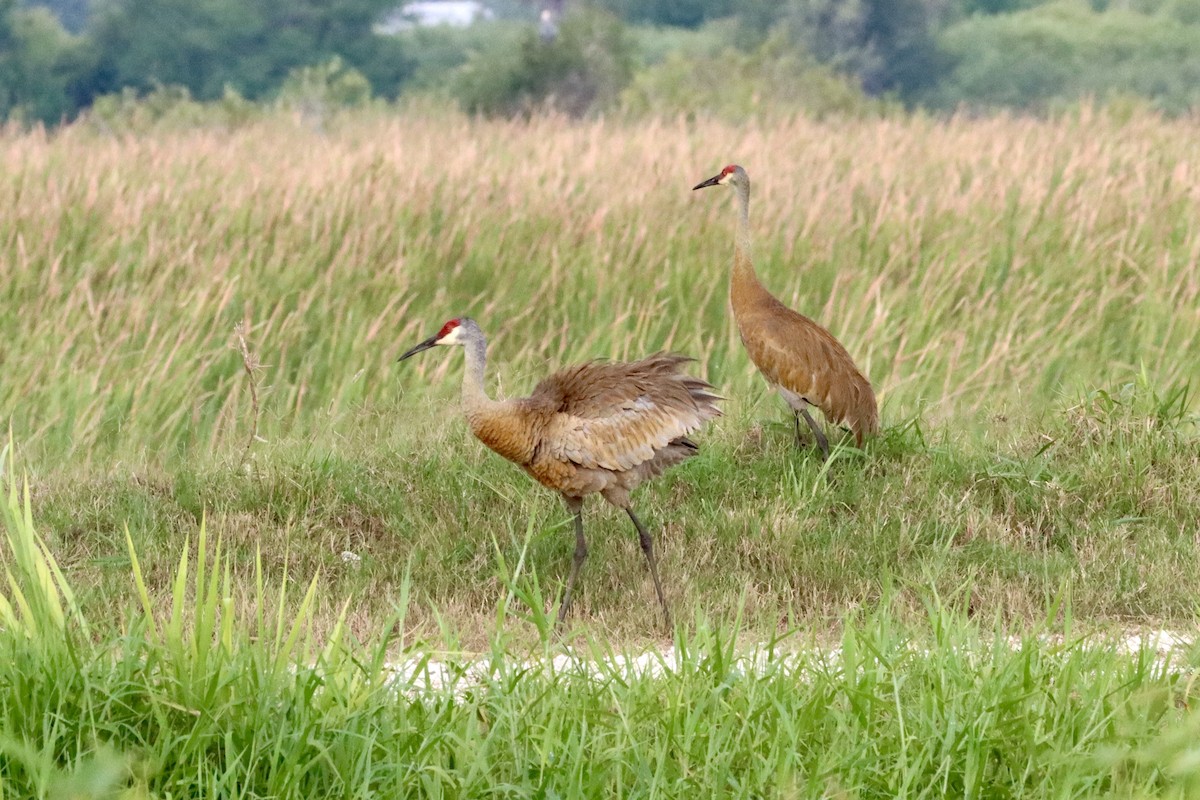 Grulla Canadiense - ML618979354