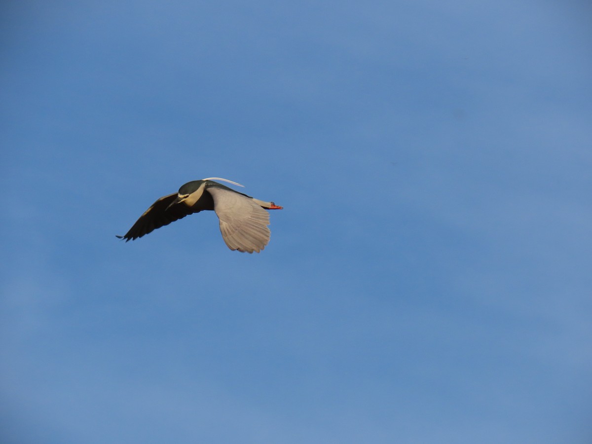 Black-crowned Night Heron - Sergio Calderon