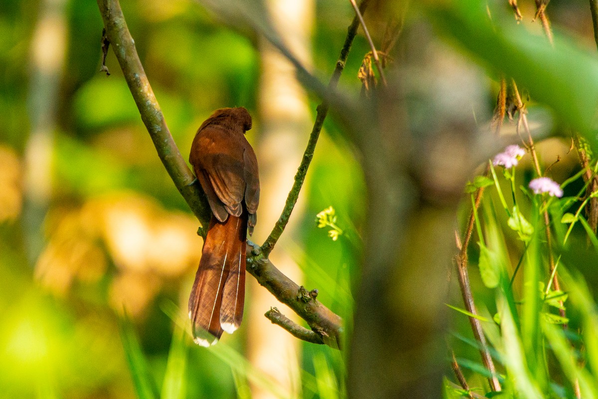 Little Cuckoo - Fundación Ecoturística Recetor Vive un Paraíso