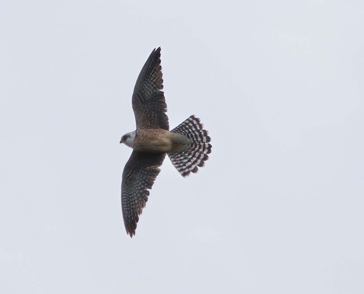 Red-footed Falcon - ML618979387