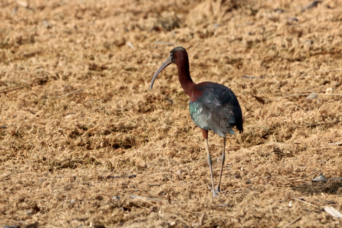 ibis hnědý - ML618979390