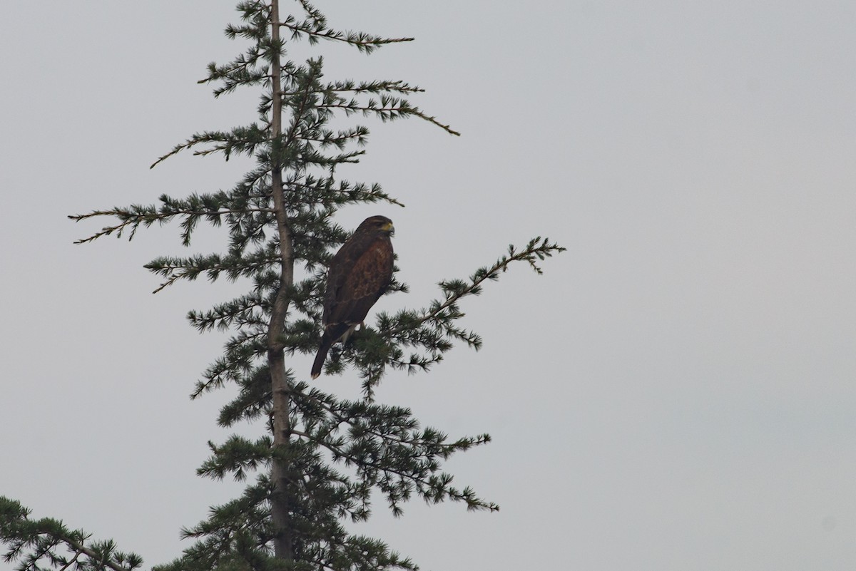 Harris's Hawk (Bay-winged) - ML618979405