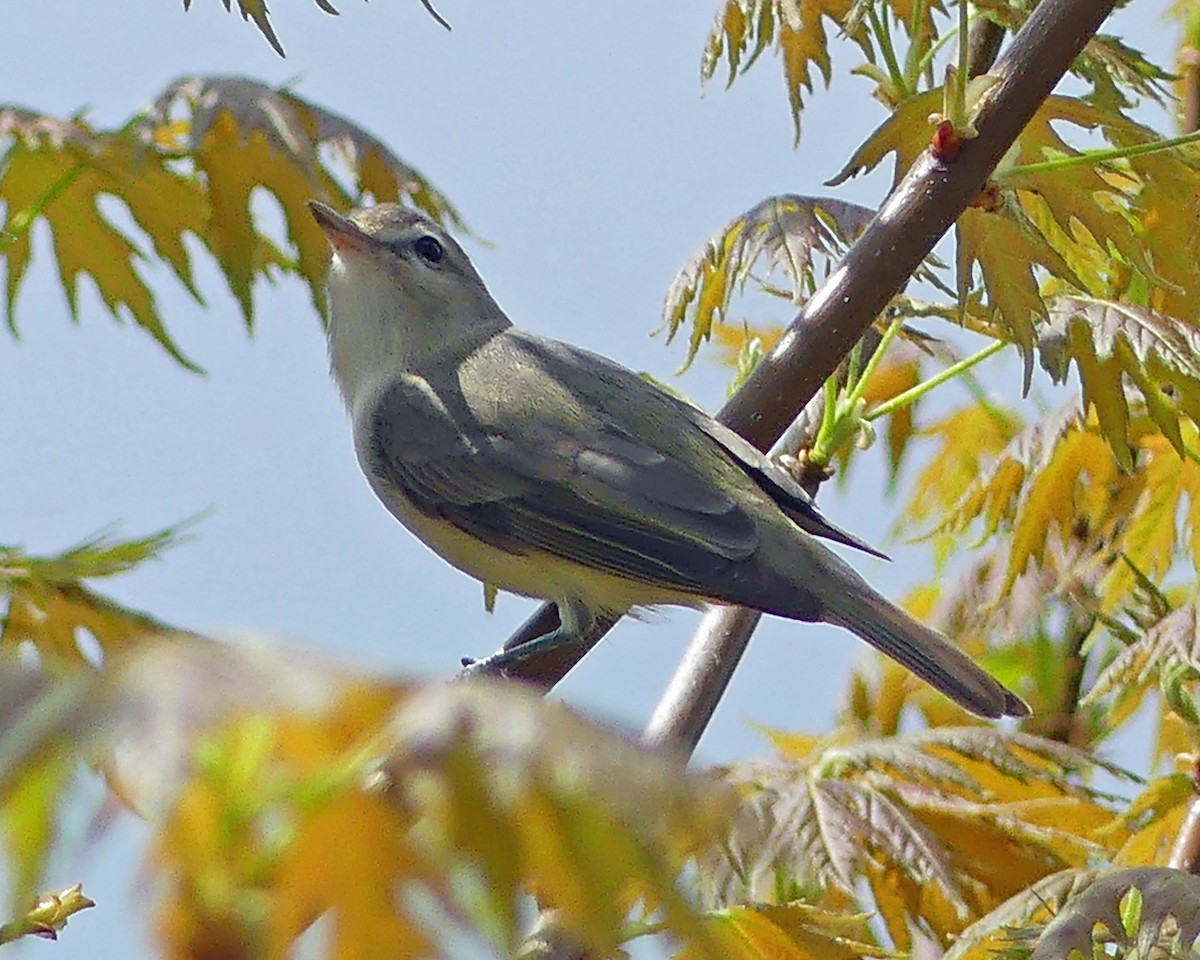 Warbling Vireo - Colleen C