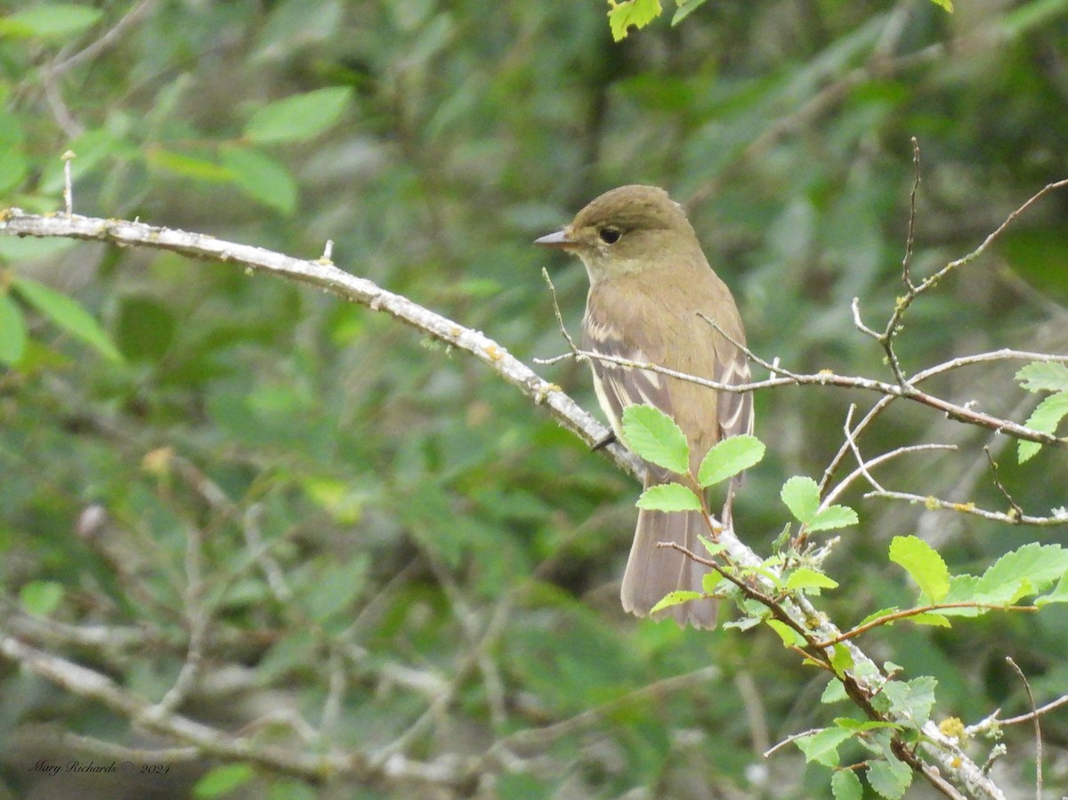 Mosquero sp. (Empidonax sp.) - ML618979420