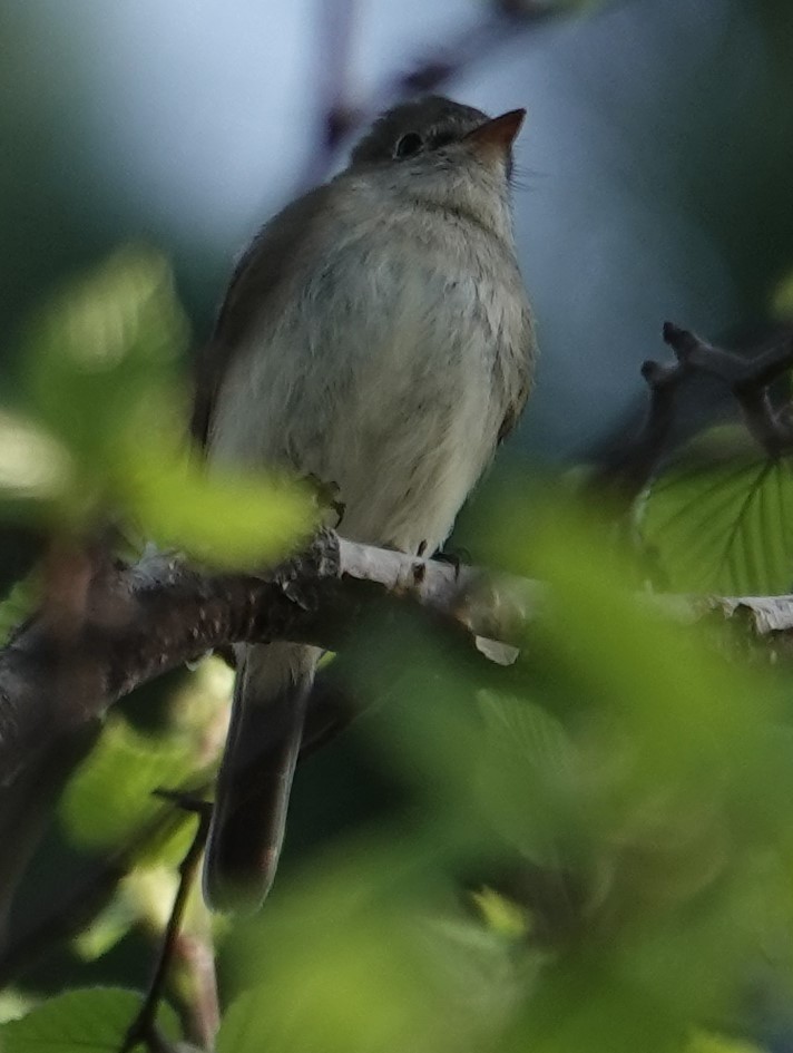 Mosquero sp. (Empidonax sp.) - ML618979429