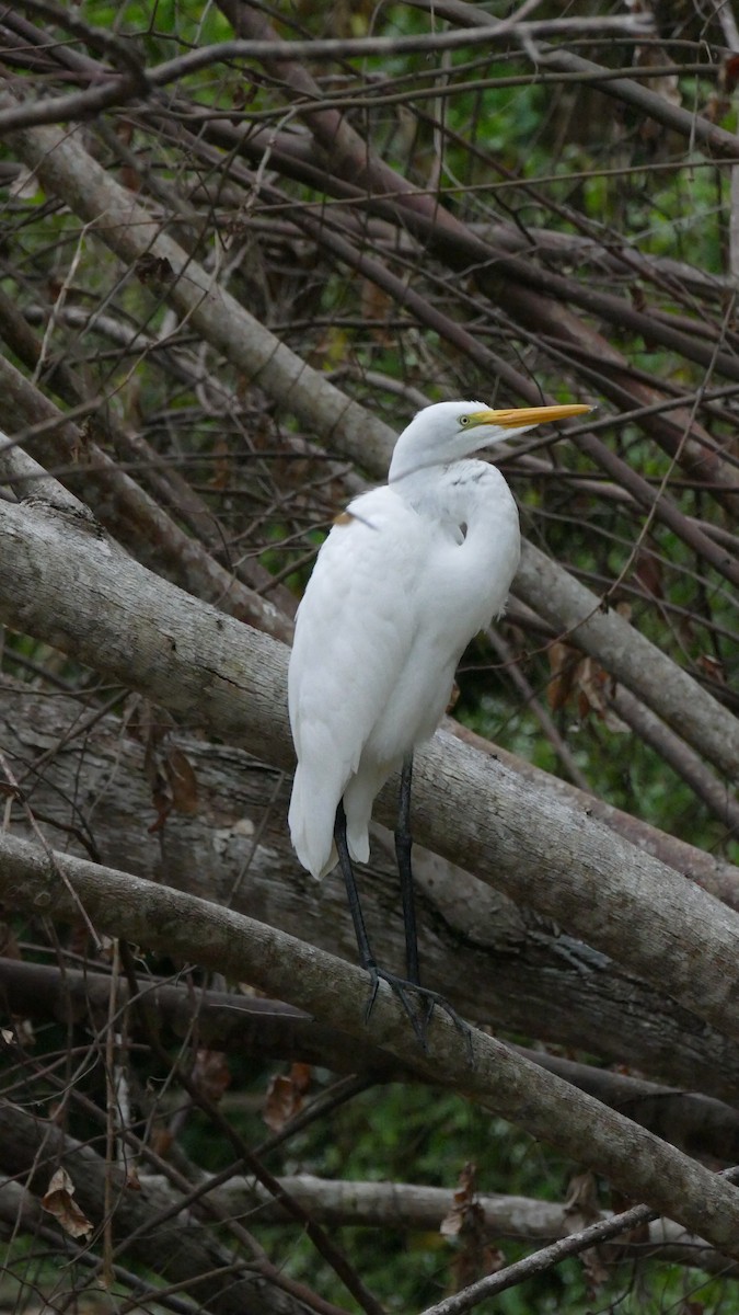 Great Egret - Isis Fienco