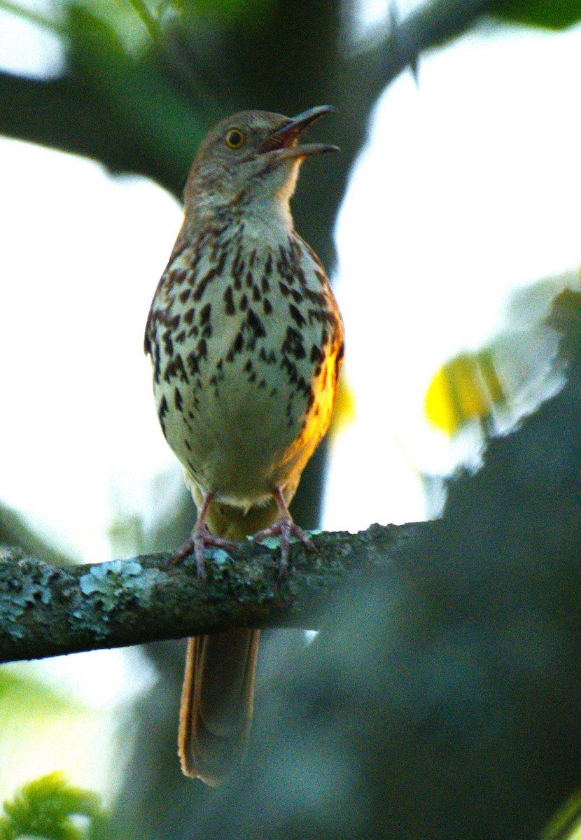 Brown Thrasher - ML618979432