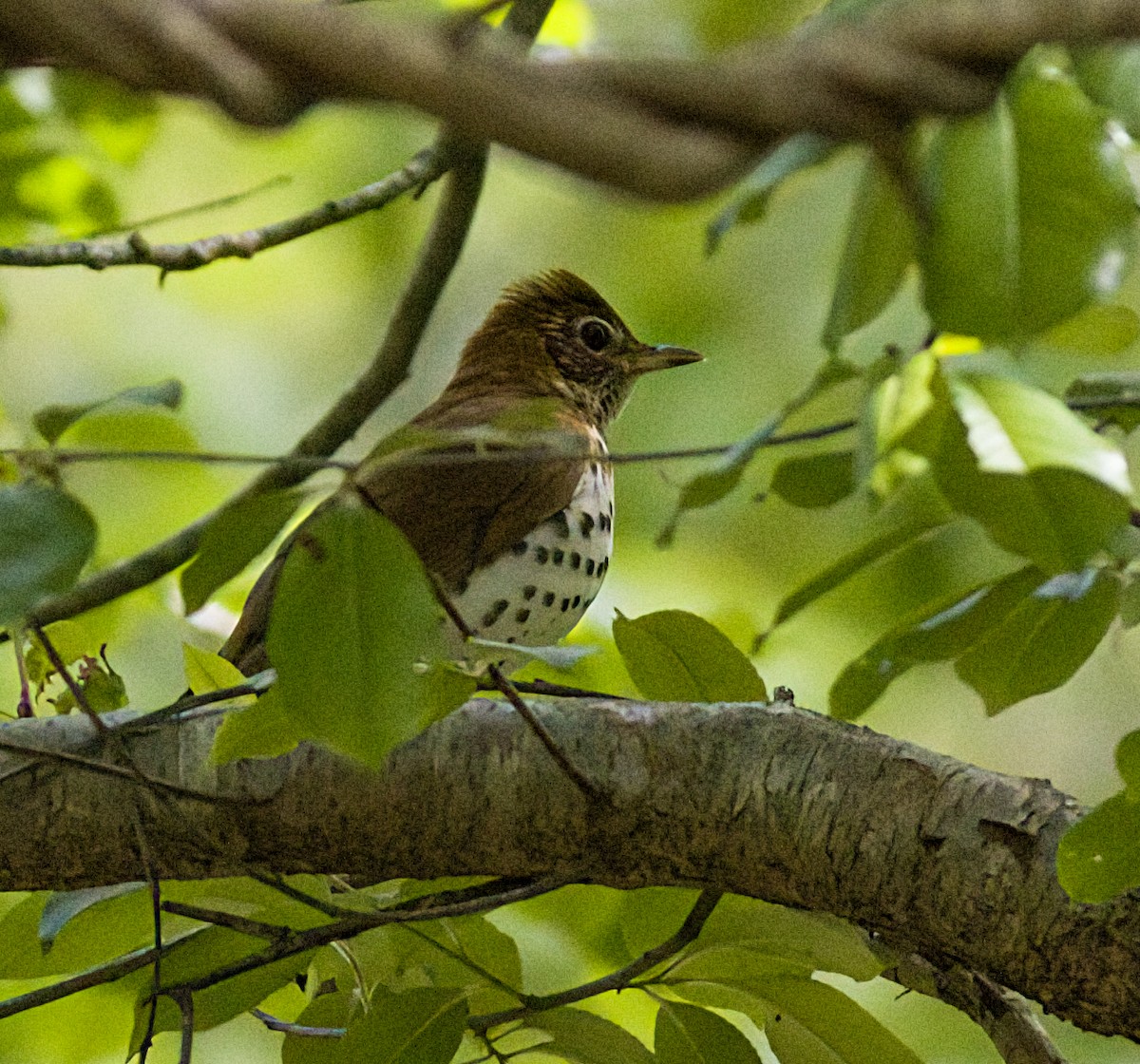 Wood Thrush - John Gluth