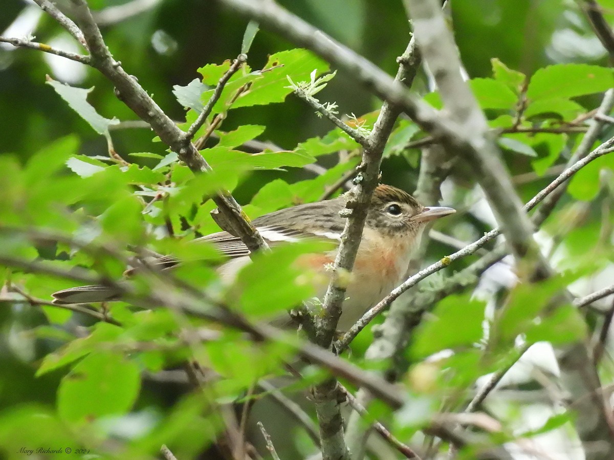 Bay-breasted Warbler - Mary Richards
