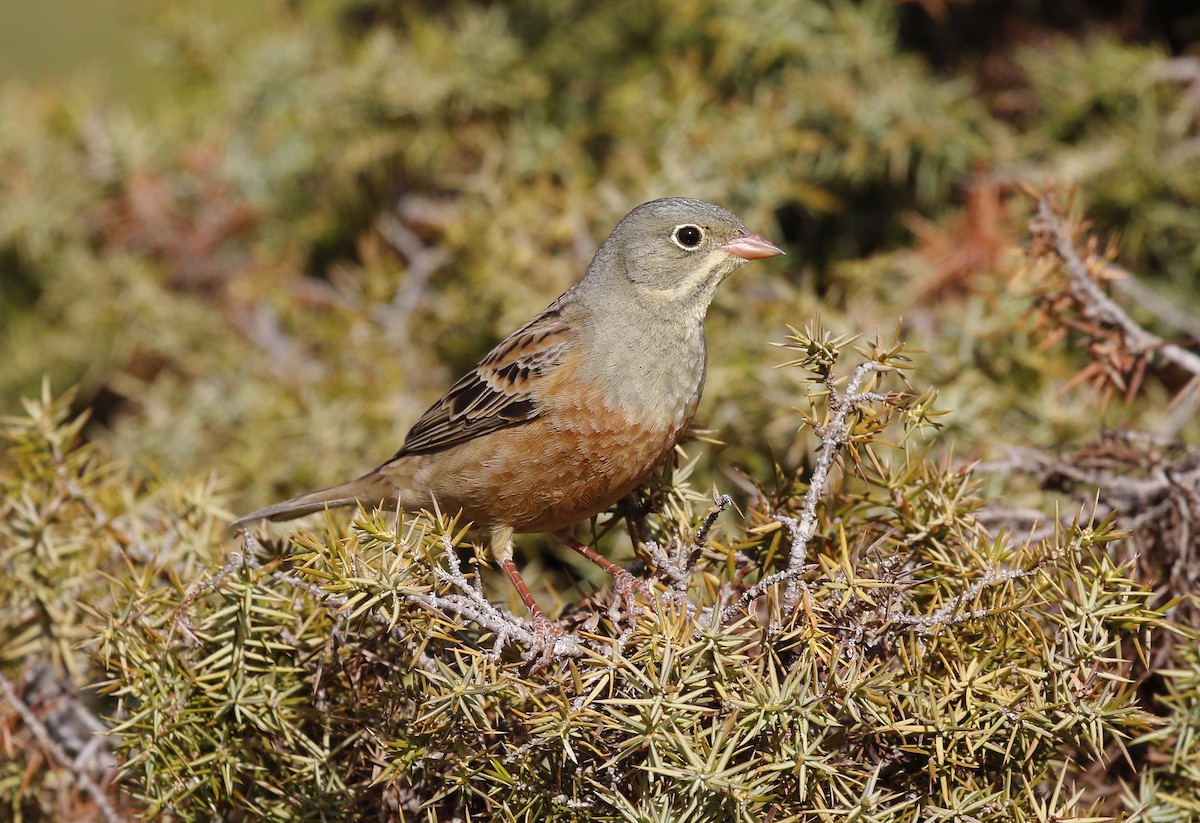 Ortolan Bunting - Toni Alcocer