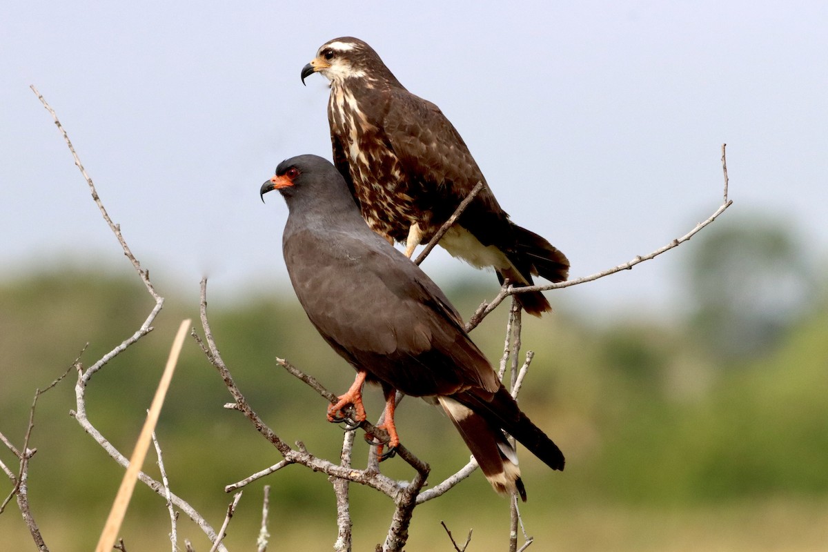 Snail Kite - ML618979445