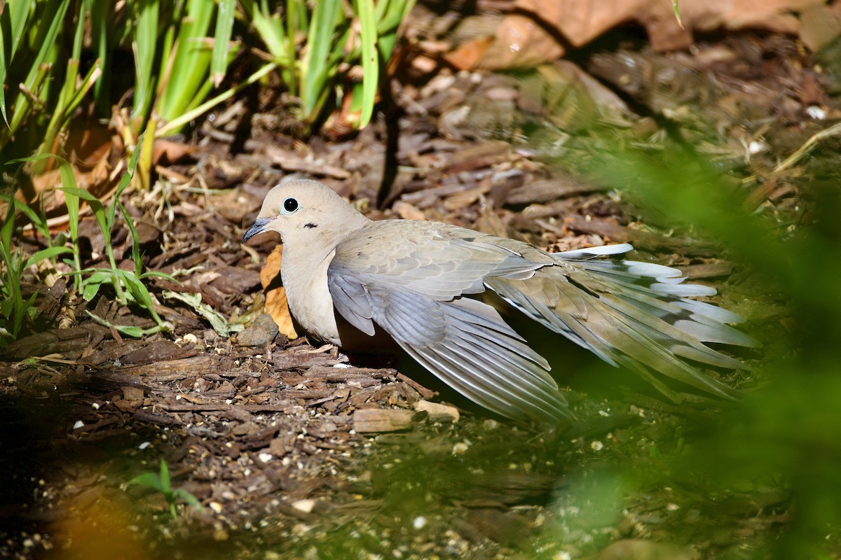 Mourning Dove - Mark Elness