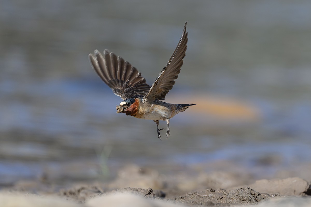 Cliff Swallow - ML618979461