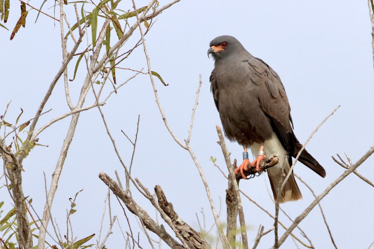 Snail Kite - ML618979463