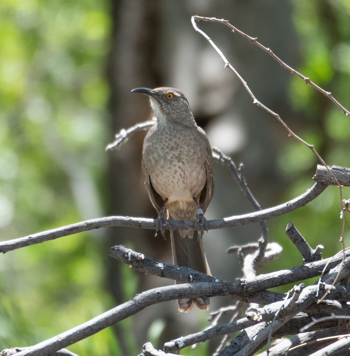 Curve-billed Thrasher - Dennis Utterback